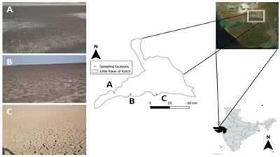 Diversity of Cultivable Bacteria in A Saline Desert of Little Rann of Kutch, India: A Phylogenetic Perspective